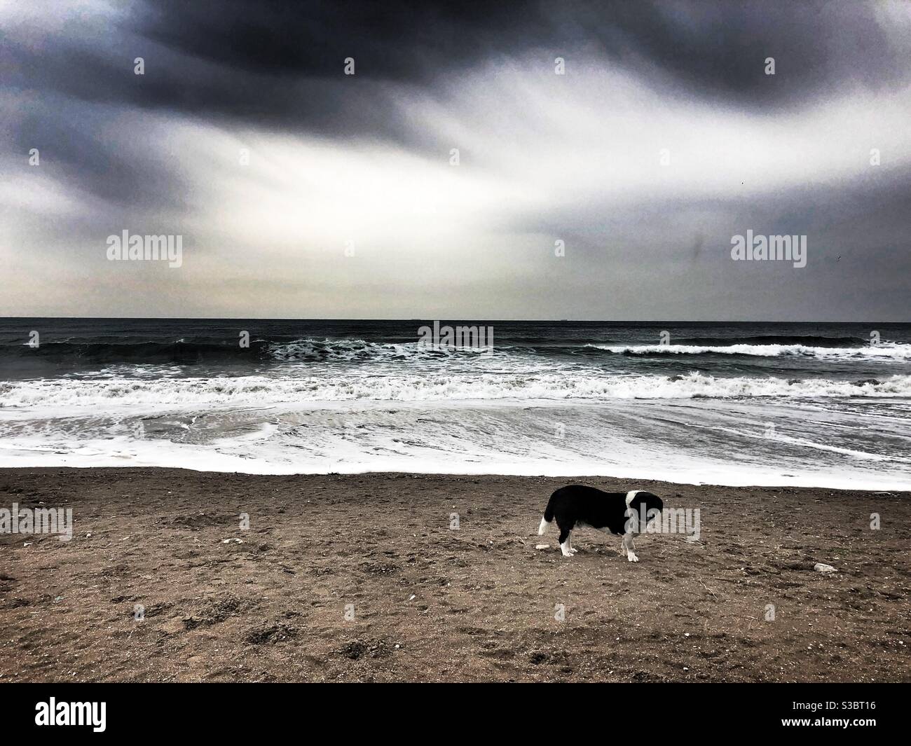 Cane randagio sulla spiaggia contro il paesaggio torbido drammatico Foto Stock