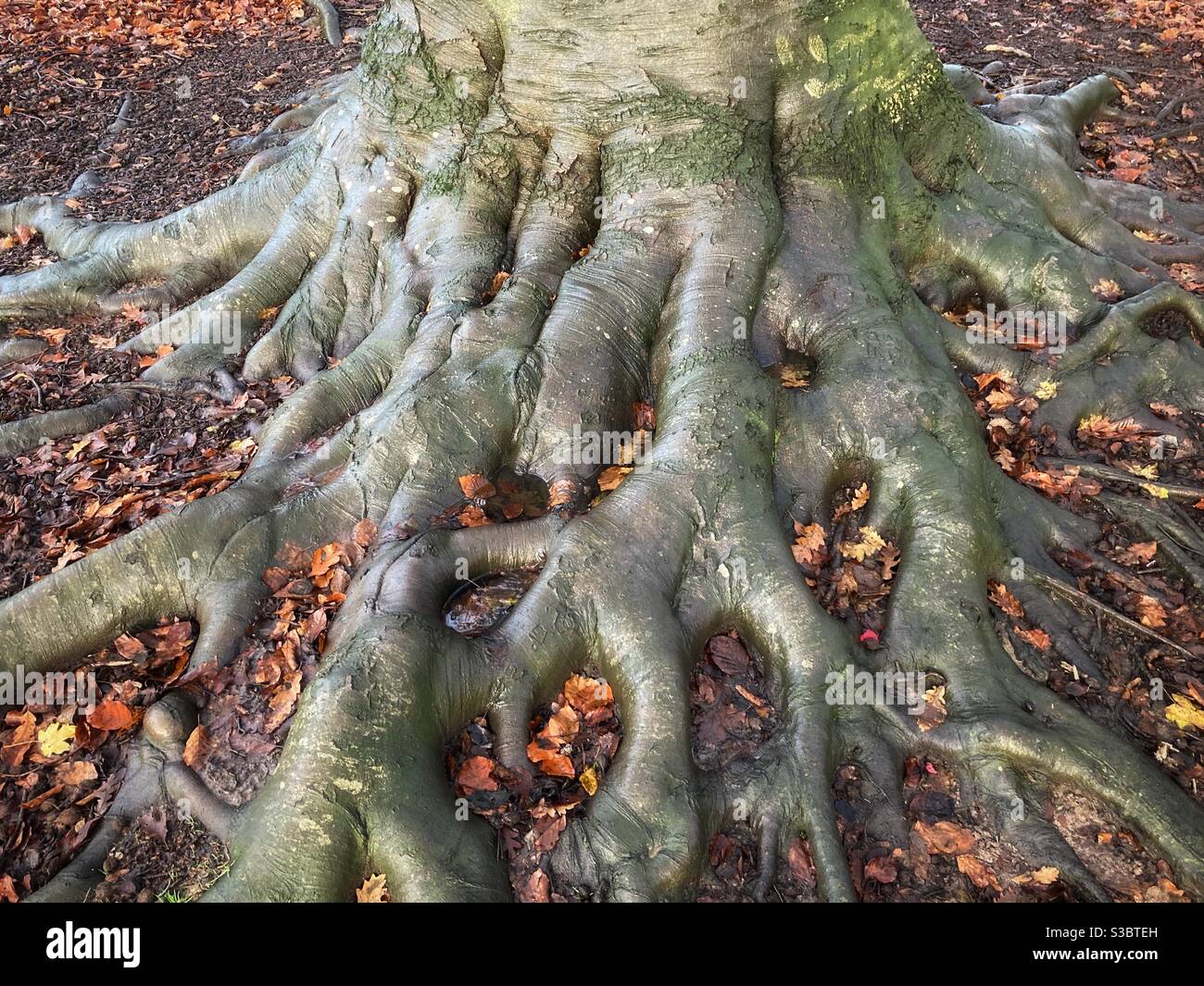Albero radici e foglie di autunno Foto Stock