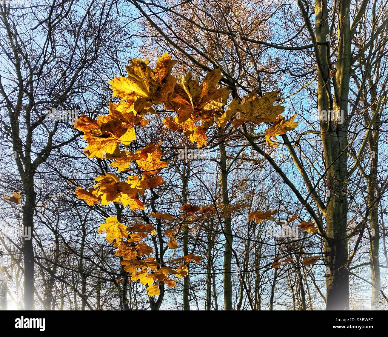 La castagna del Cavallo d'Oro parte in una giornata invernale intensa Foto Stock