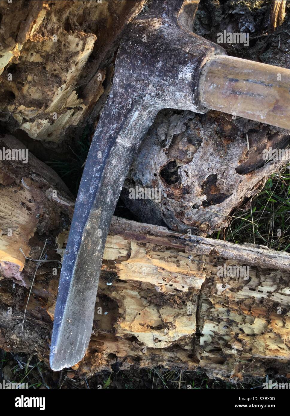 Scavando un tronco di albero di Fig, Catalogna, Spagna. - Immagine stock catturata con smartphone