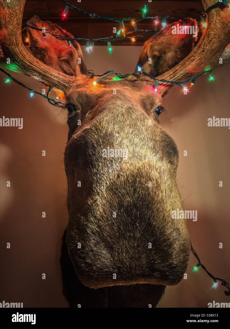 Colorate luci di Natale decorano la testa alce Foto Stock