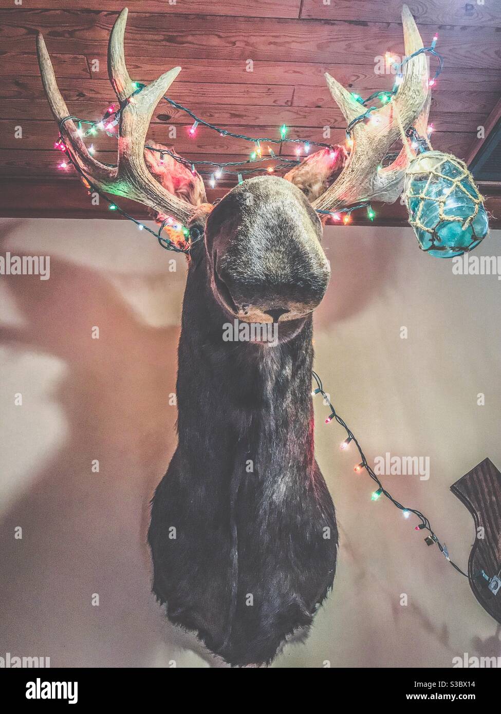 Moose testa con luci di Natale pari attraverso un occhio Foto Stock