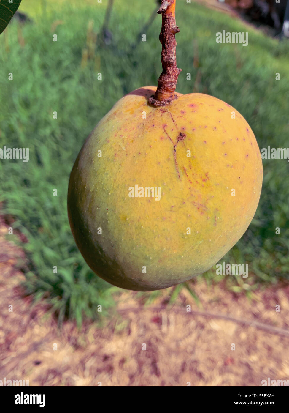 Un mango nella fase di maturazione si stende lì, primo piano Foto Stock