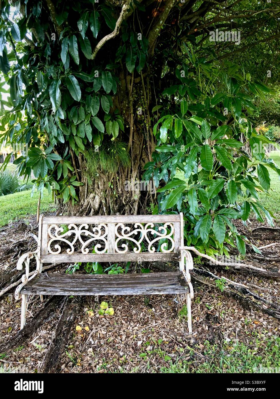 Vecchia panca vuota in ferro battuto sotto un antico albero di ficus con radici a maglia. - Immagine stock catturata con smartphone