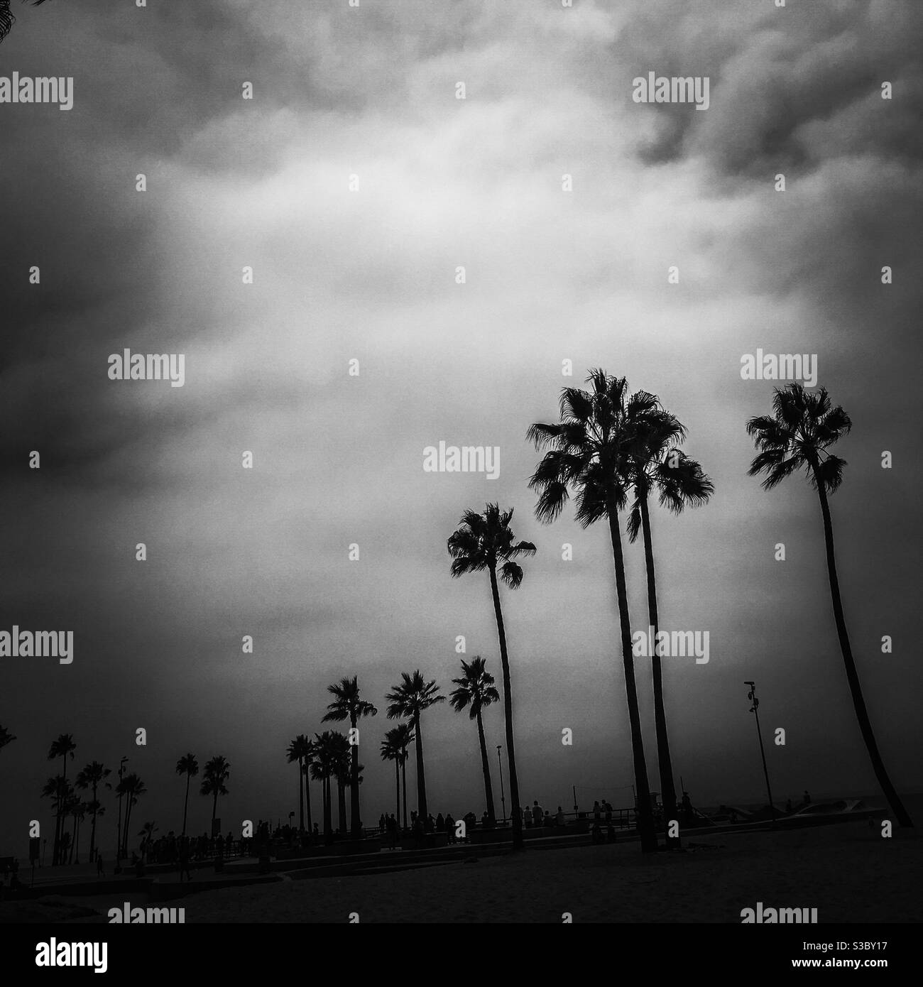 Palme, Venice Beach, California. Foto Stock