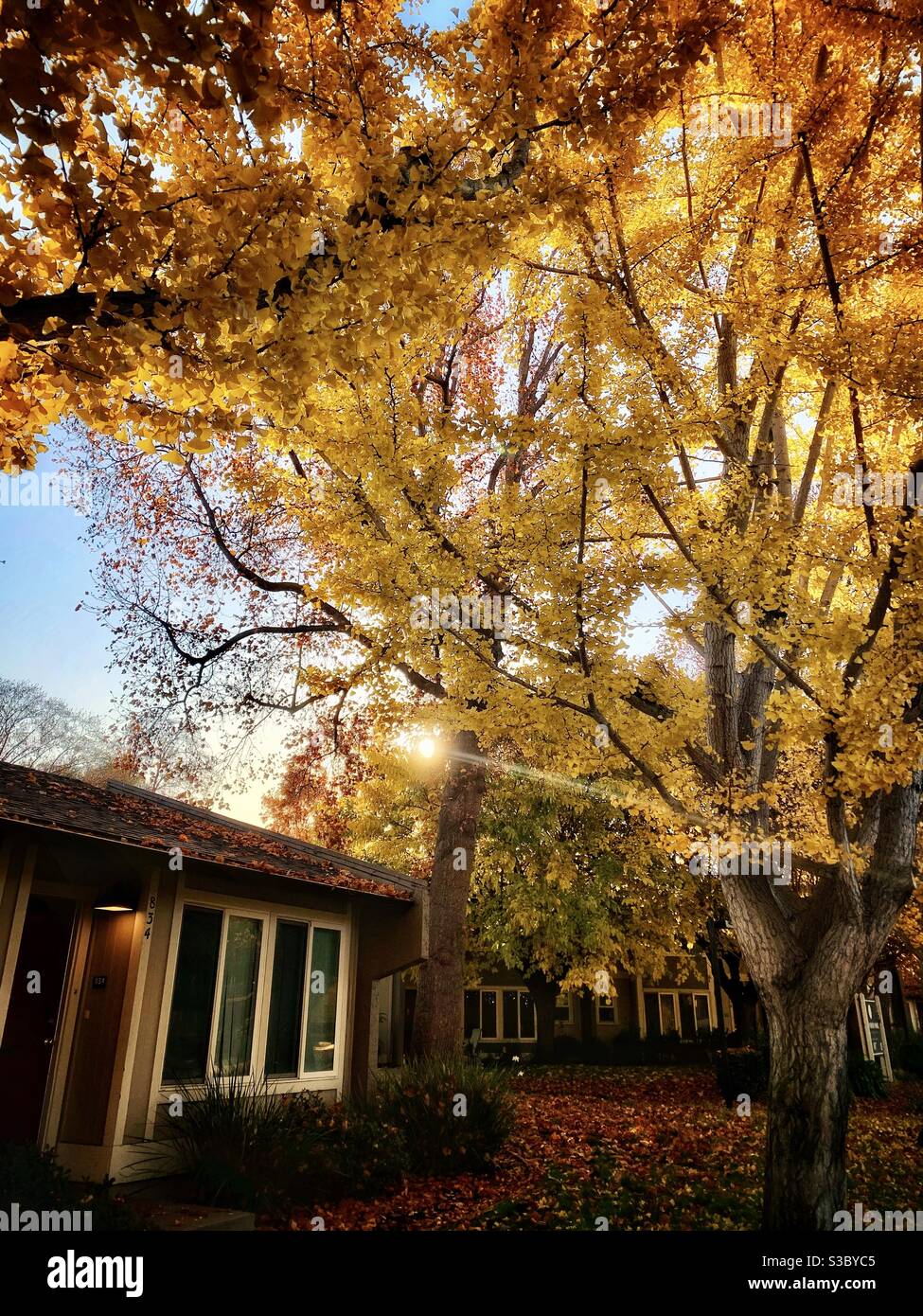 Le case nelle foglie giallastre degli alberi dopo l'alba Foto Stock