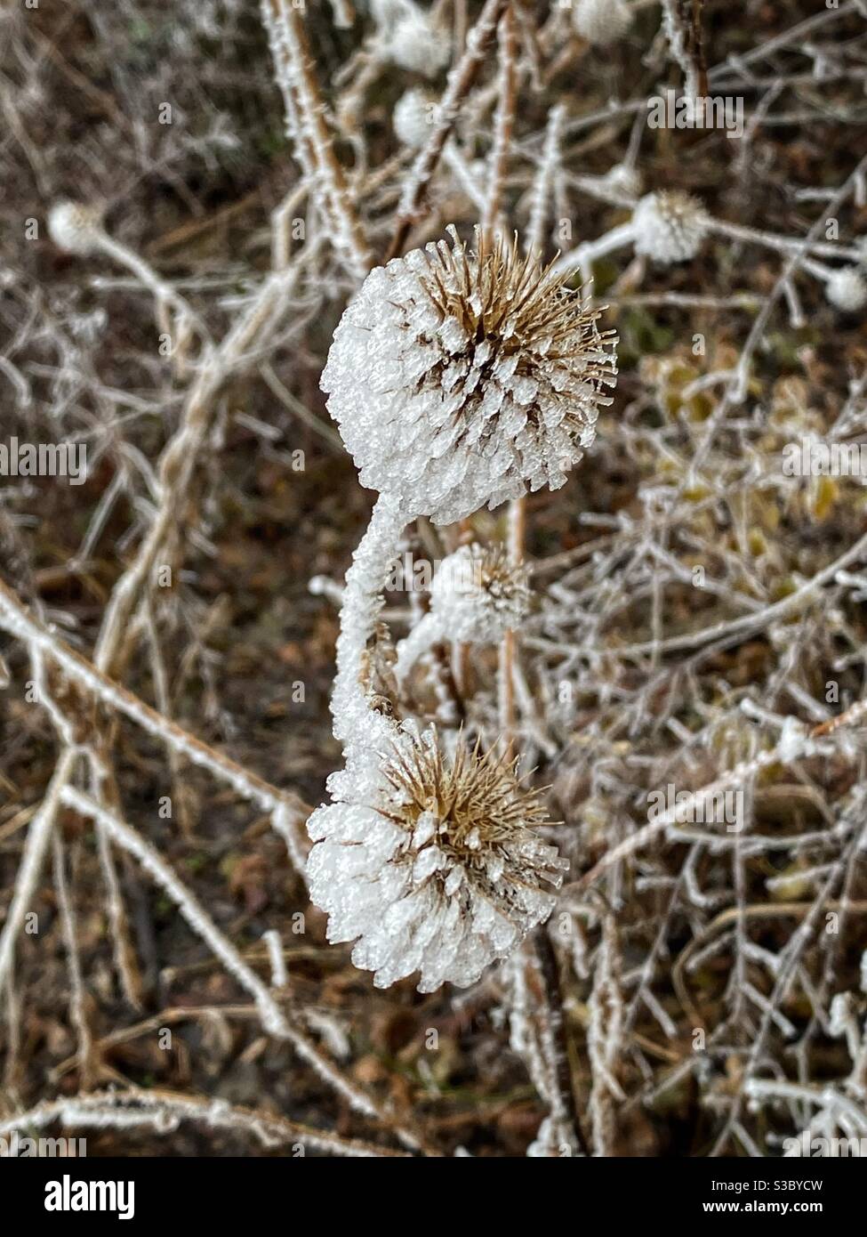 Fiori secchi coperti da gelo invernale e ghiaccio vicino al lago Feringasee, Monaco di Baviera, Germania. - Immagine stock catturata con smartphone