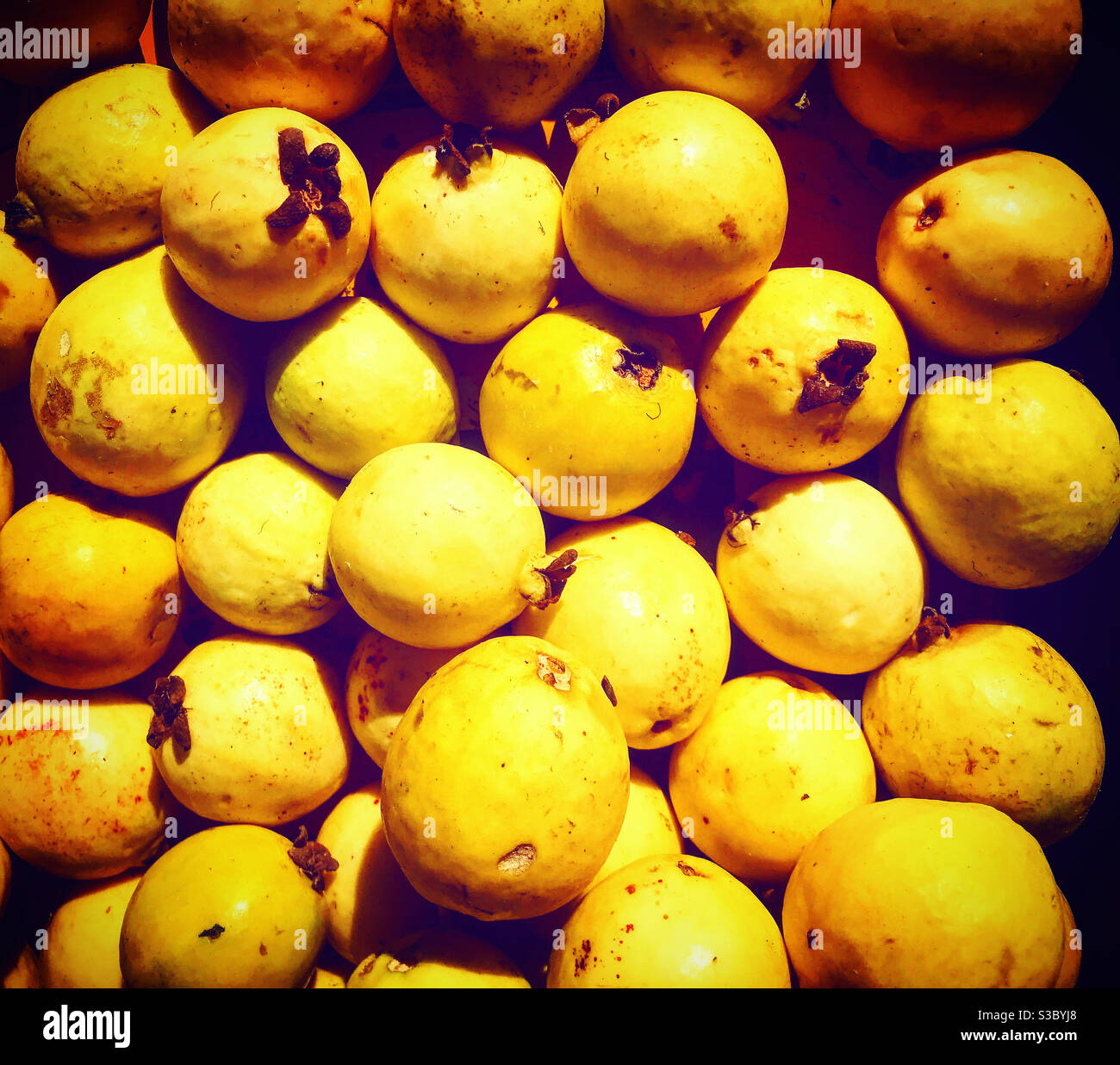 Guayaba frutta a Queretaro, Messico. Foto Stock