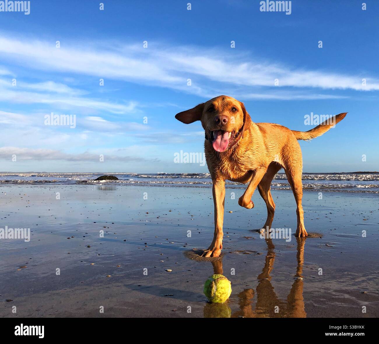 Un cane che gioca a fetch con una palla su un ventoso giorno - Immagine stock catturata con smartphone