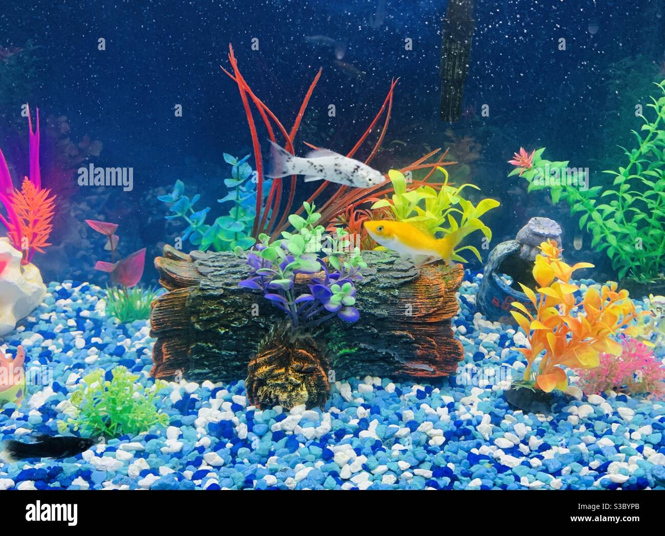 Colorato serbatoio di pesce a casa. Foto Stock