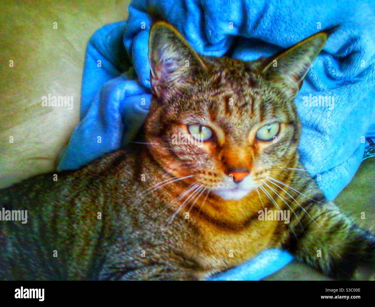 Bellissimo gatto con occhi verdi di giada che sembrano fiancheggiati da kohl, come fecero gli Egiziani. Ritratto di un gatto di riposo con pelo a righe e orecchie con tufted. Amato bambino di pelliccia. - Immagine stock catturata con smartphone