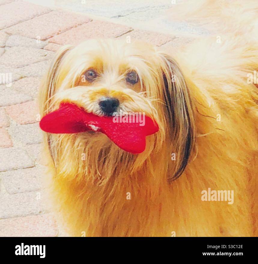 Chi ti ama? Il tuo BFF, pelo bambino, cane devoto, che è chi! E guarda, ha portato un osso giocattolo rosso brillante per dimostrarlo. Che bellezza con la sua morbida, soffice pelliccia color caramello. - Immagine stock catturata con smartphone