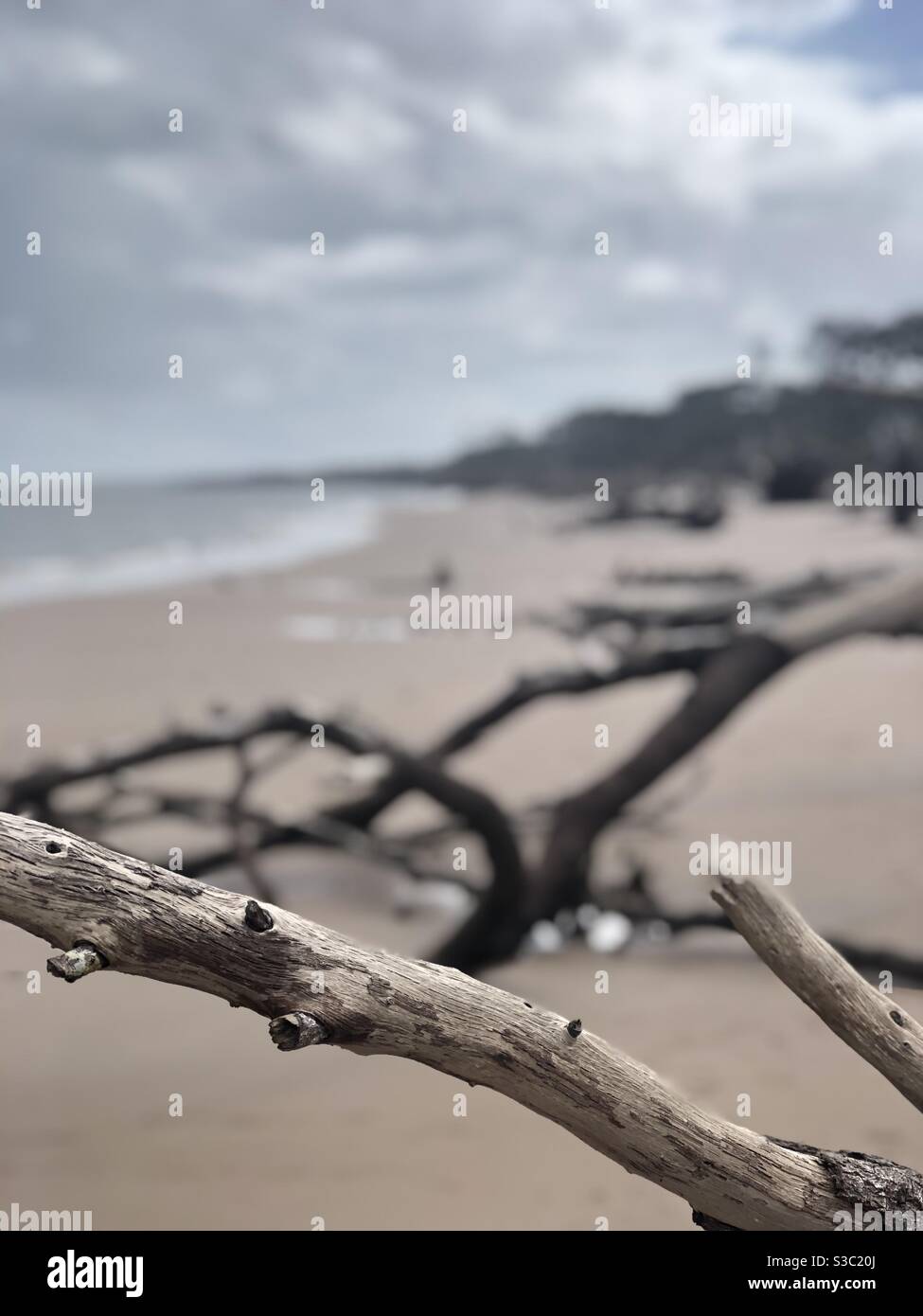 Driftwood Beach Foto Stock