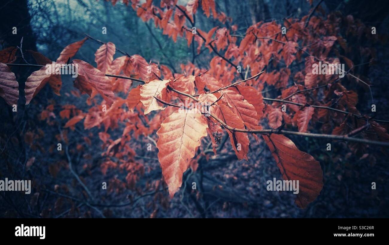 Una fotografia di foglie marroni d'autunno aggrappate ad un albero ramo in un bosco Foto Stock
