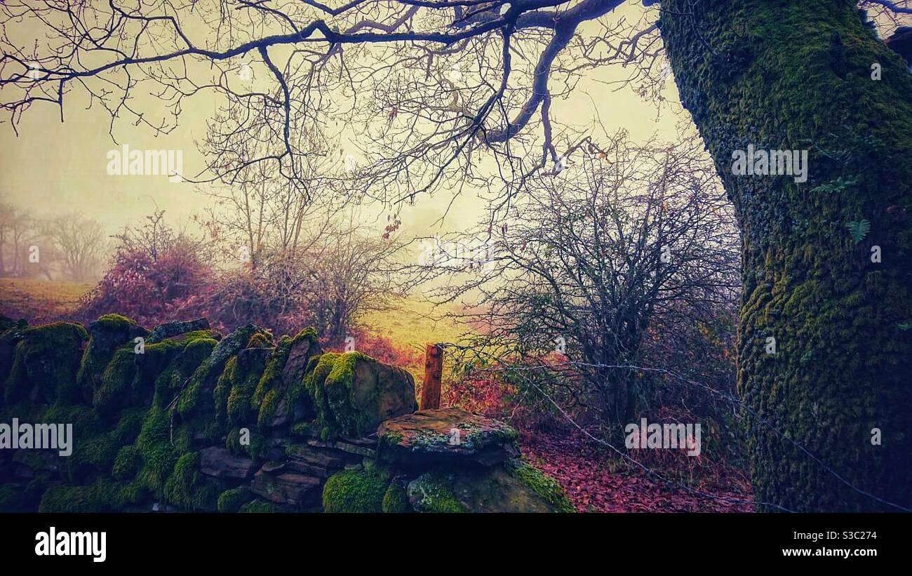 Una fotografia di un vecchio muro di pietra a secco muschio in un bosco foggoso in un giorno d'autunno Foto Stock