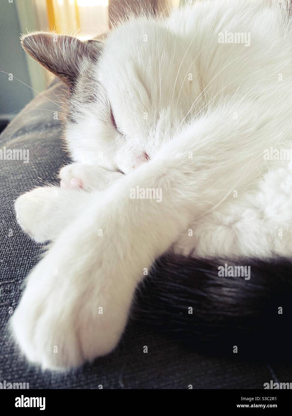 Primo piano di un gatto che dorme. Foto Stock