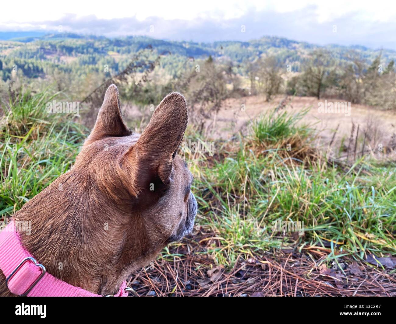 Un'escursione francese in Oregon. Foto Stock