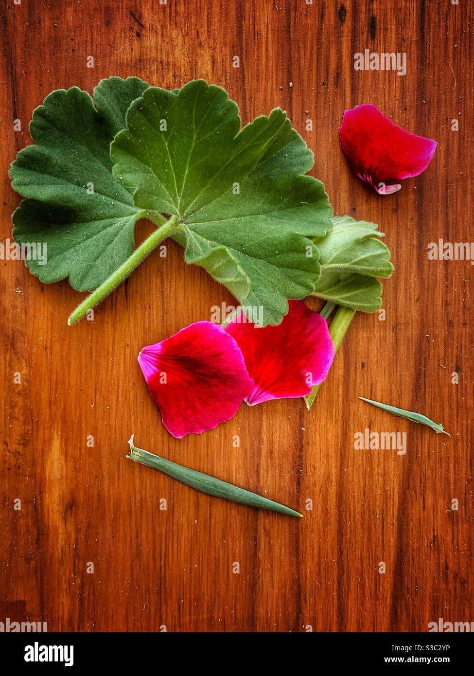 Foglie e pedali su legno. Foto Stock