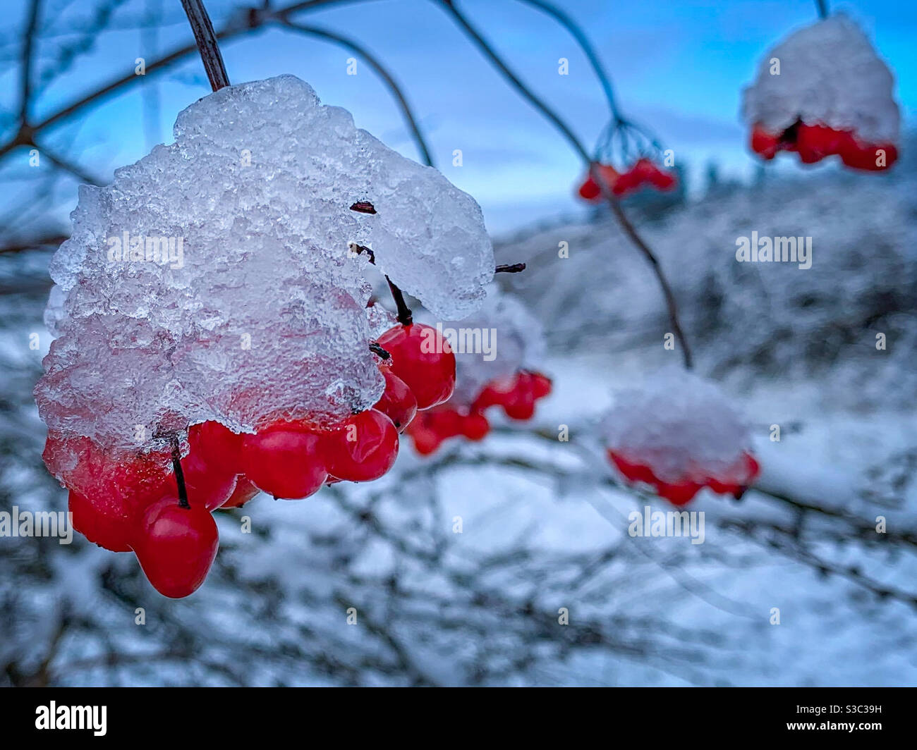 Bacche ricoperte di ghiaccio. Ghiaccio neve tempo congelato mattina. Gelo invernale Foto Stock