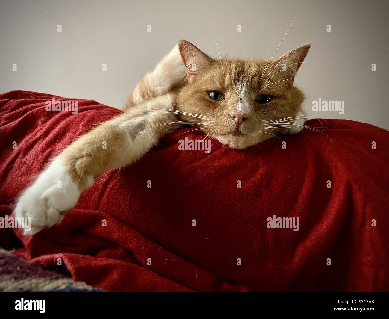 Gatto che guarda annoiato fissando la macchina fotografica con il mento appoggiato su un cuscino rosso Foto Stock