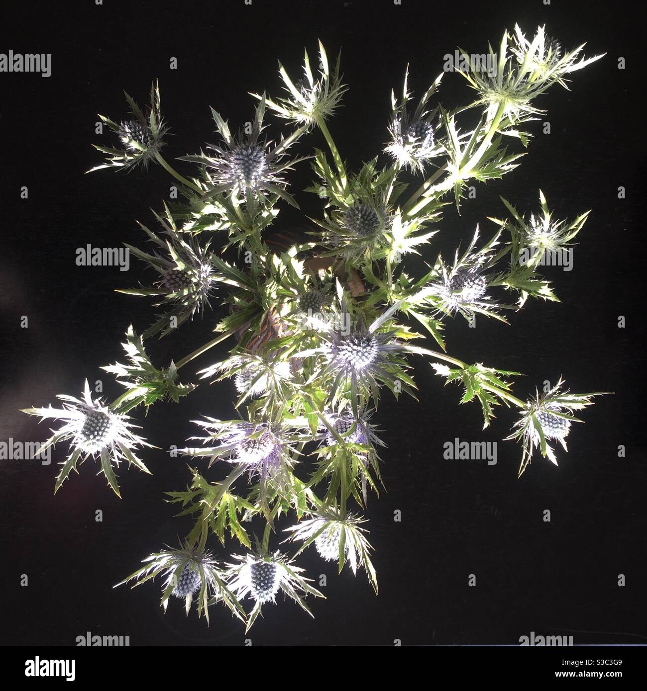 Spray di fiori di agrifoglio di mare dall'alto su sfondo scuro Foto Stock