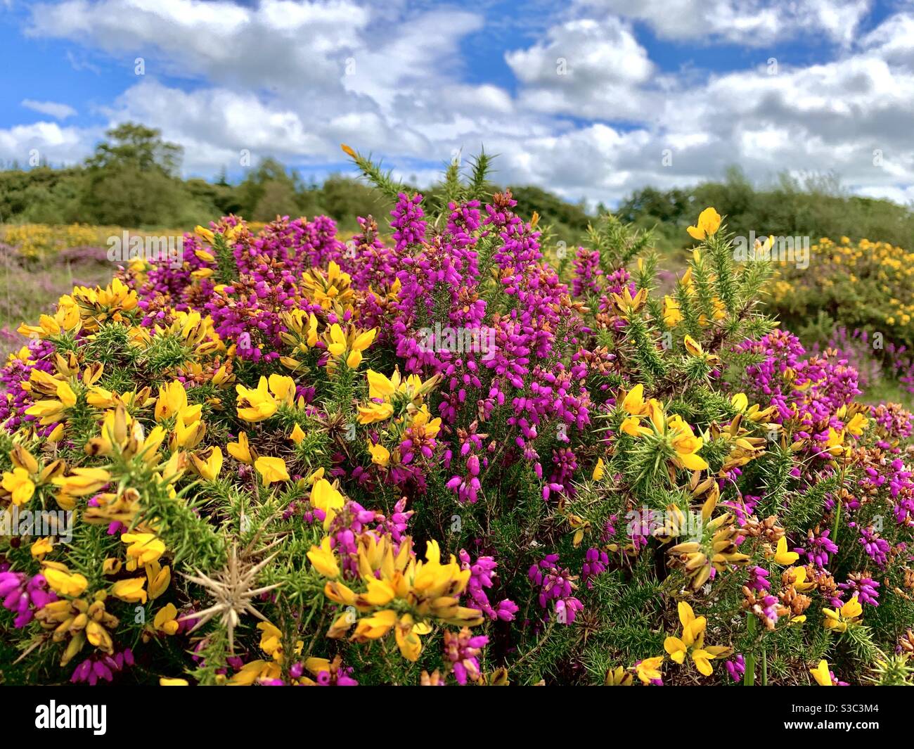 Colorata gola selvaggia sulla brughiera aperta nel Devon, Inghilterra. Closeup di fiori viola e giallo al faro di Culmstock con paesaggio nuvoloso in una calda giornata di sole Foto Stock