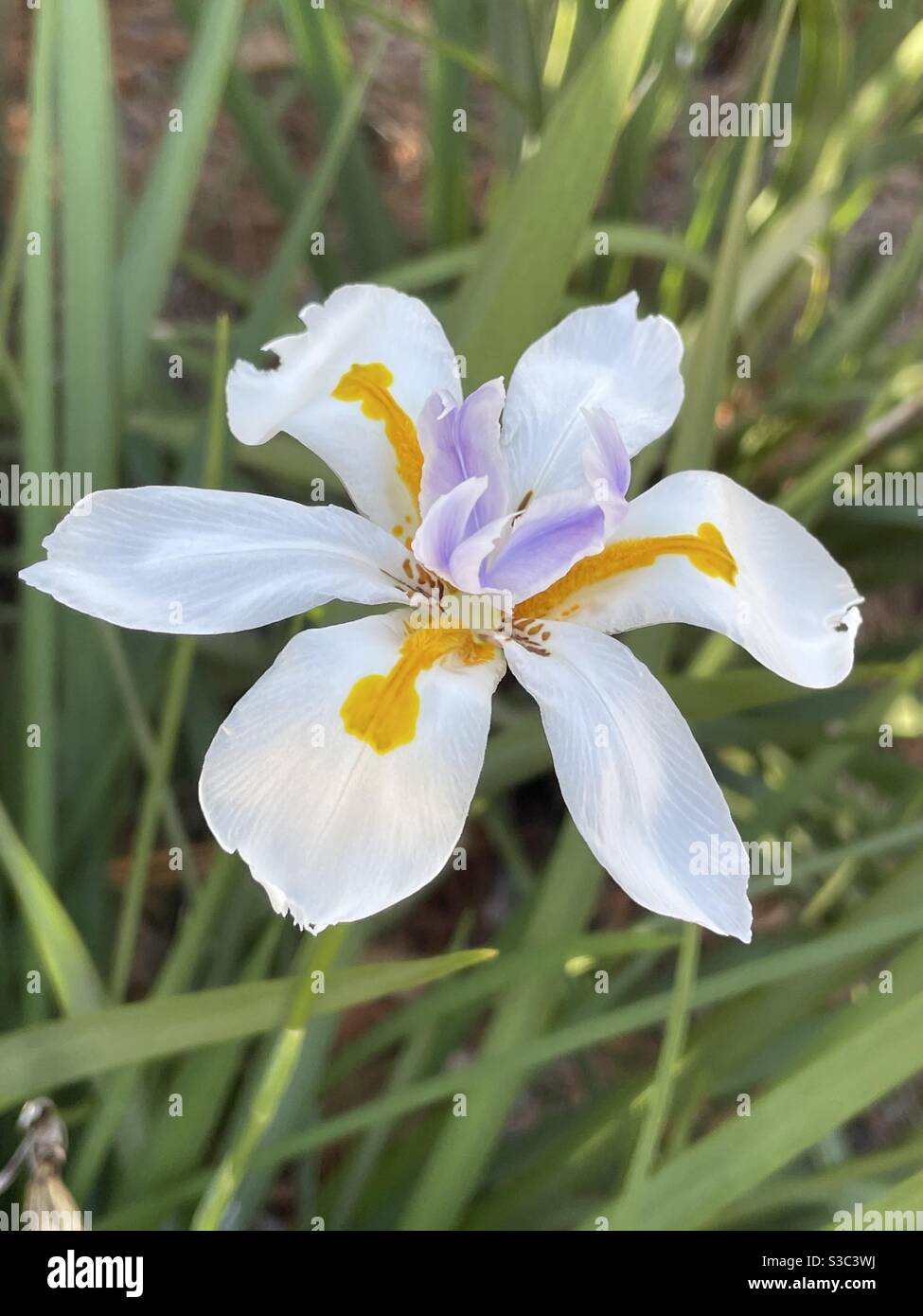 Iris africano bianco Foto Stock