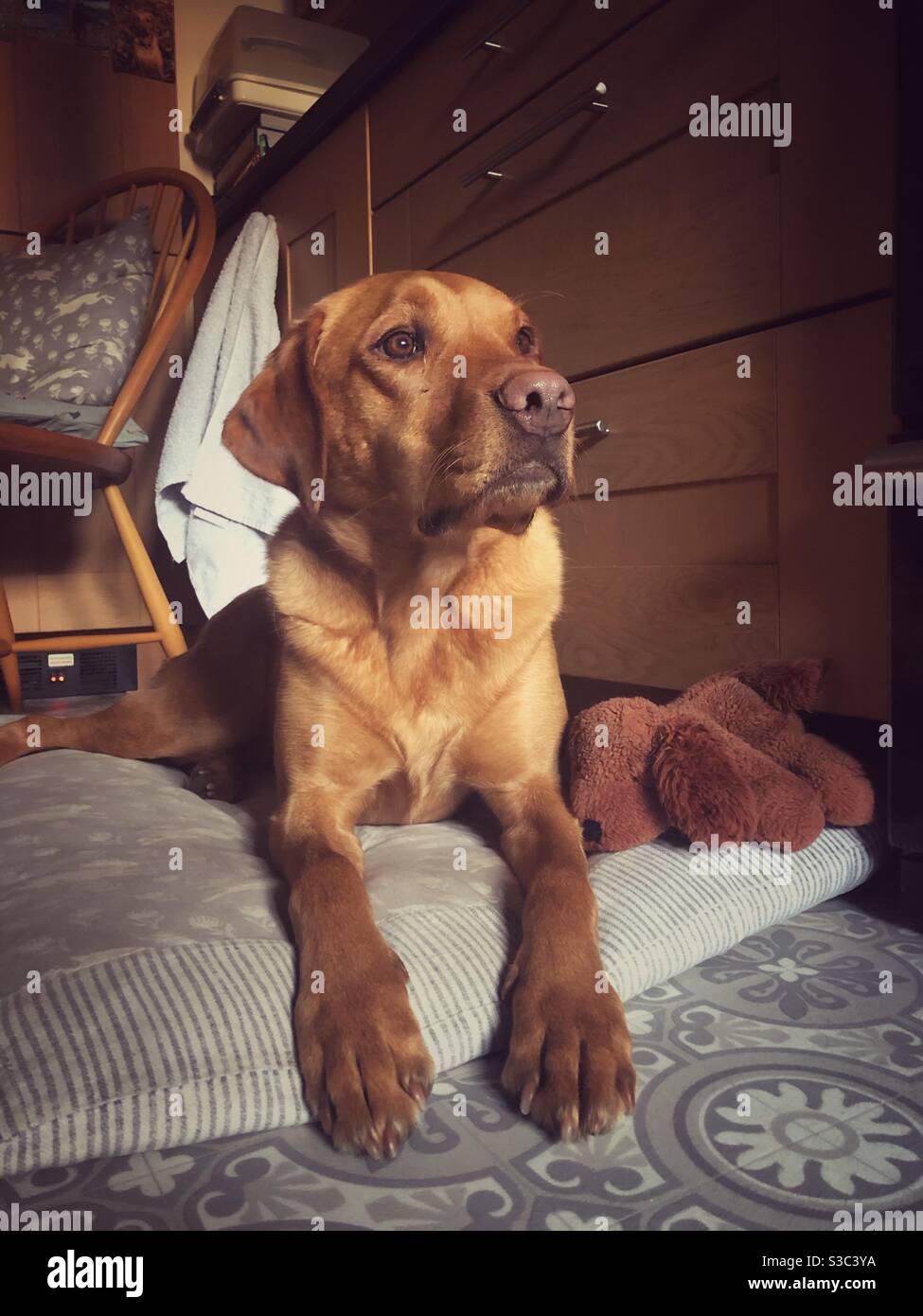 Un cane labrador Retriever che si trova sul letto di casa solo in attesa che il suo padrone torni dal lavoro Foto Stock