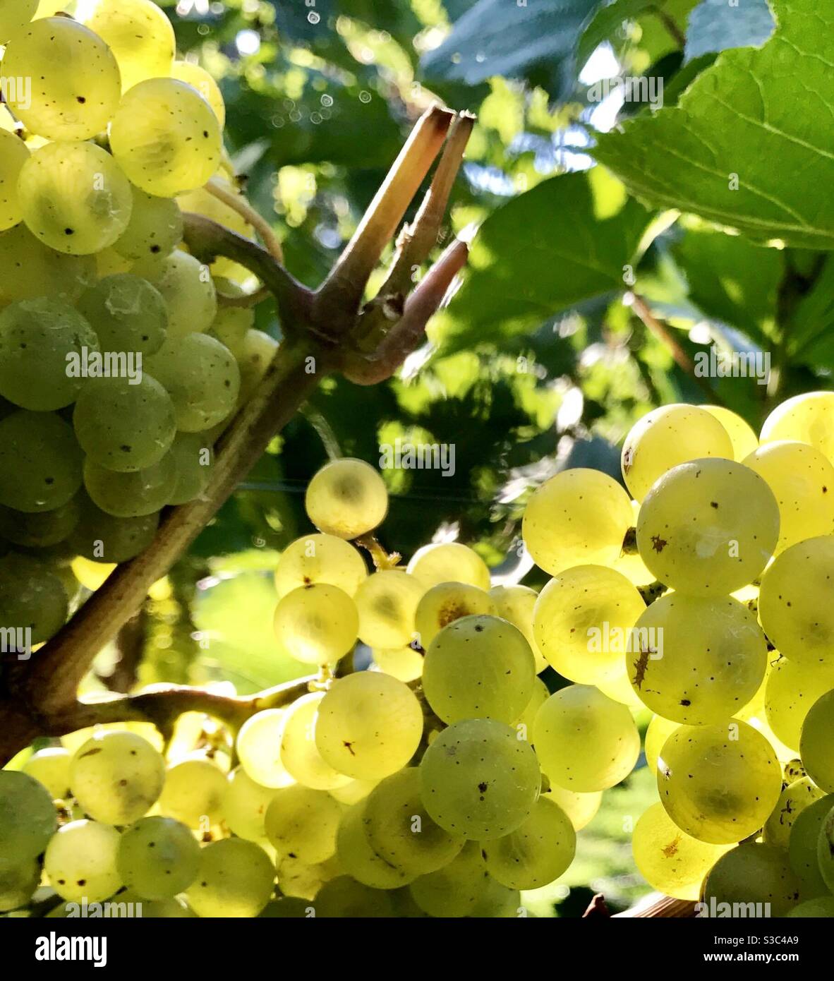 Lo Chardonnay uva sulla vite Foto Stock