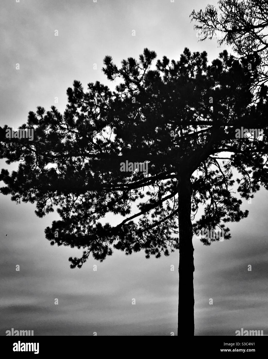 Silhouette di un albero in inverno Foto Stock
