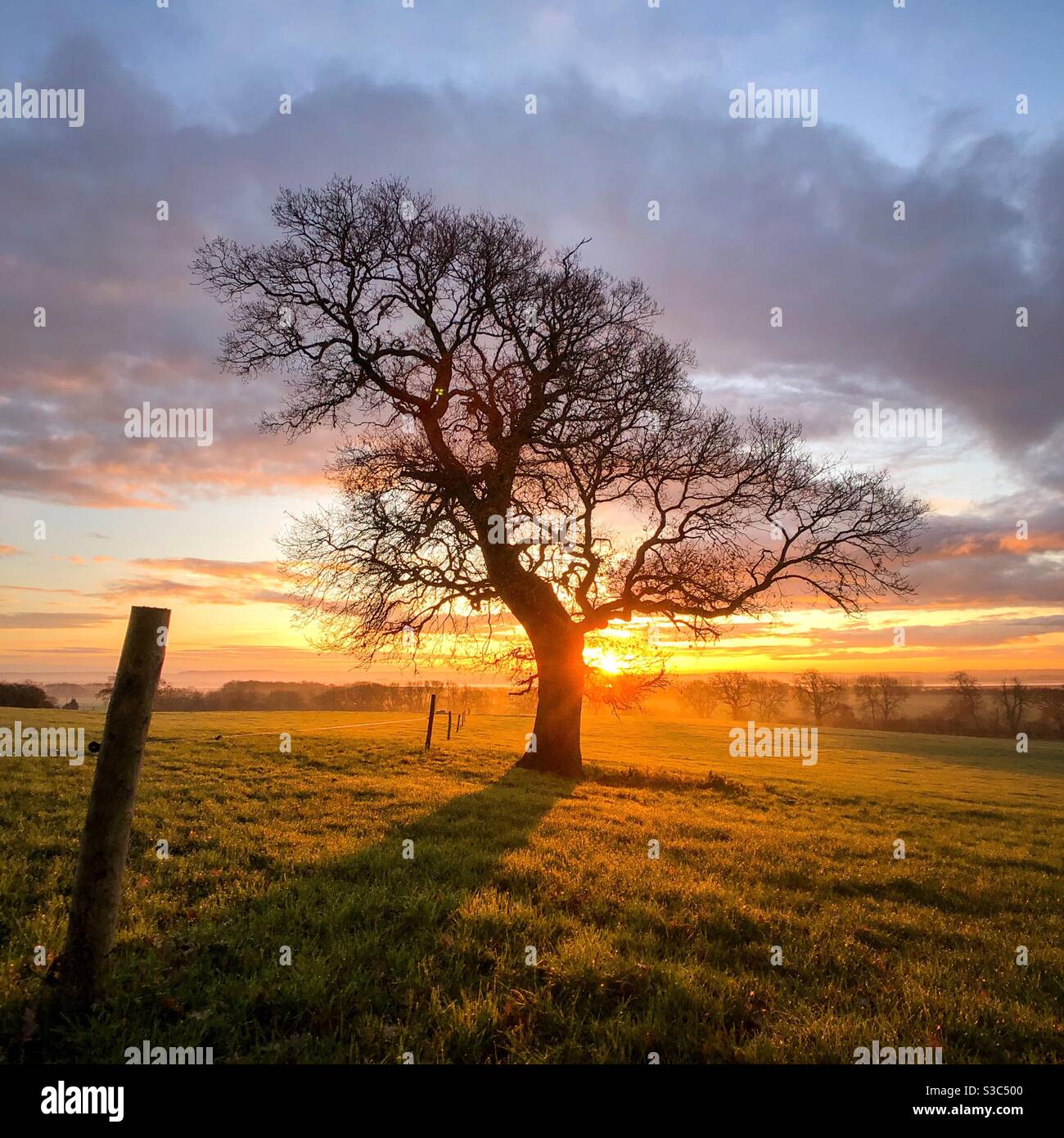 Albero all'alba con posta. - Immagine stock catturata con smartphone