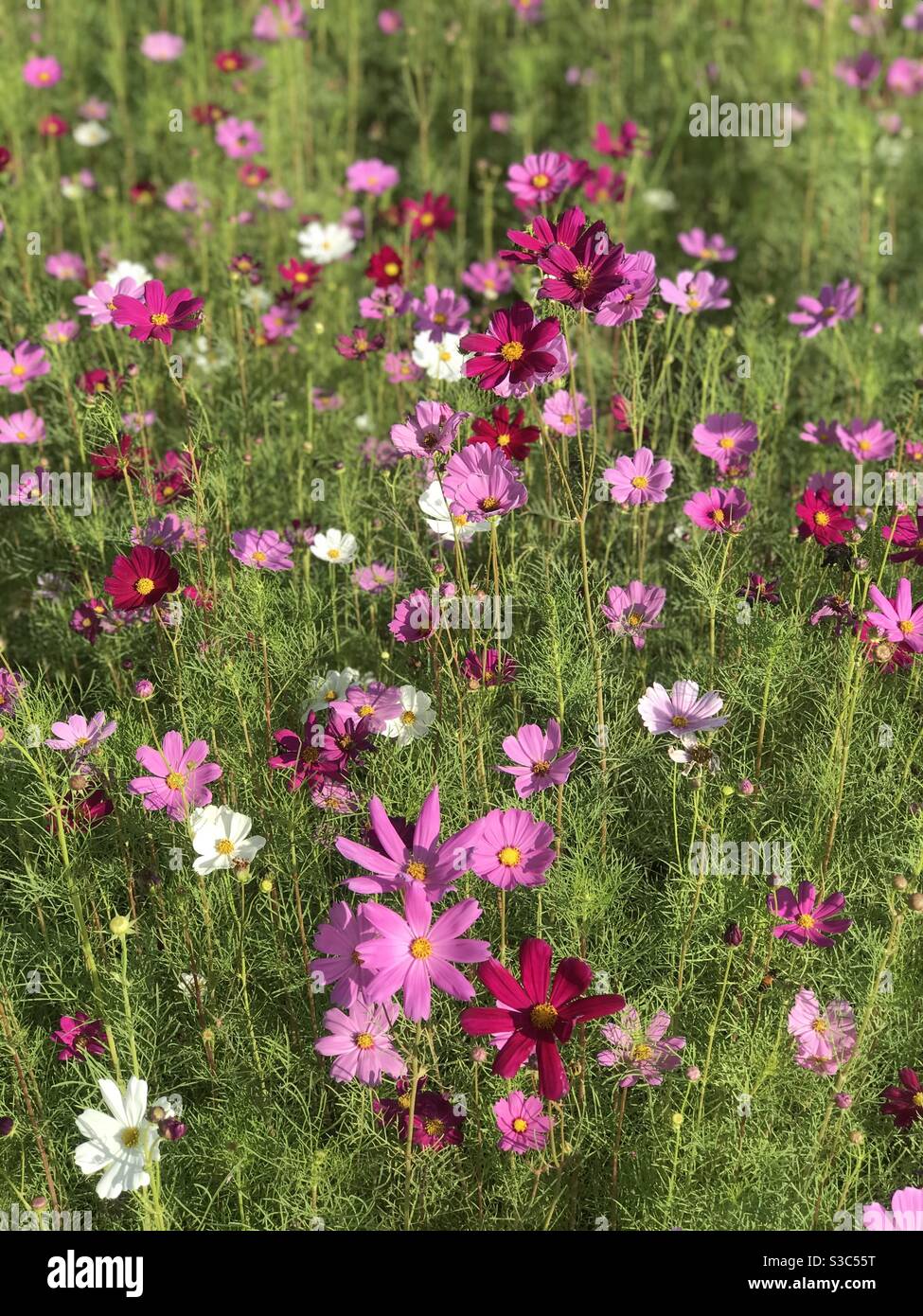 Giardino Cosmos fiori Bangkok Thailandia Foto Stock