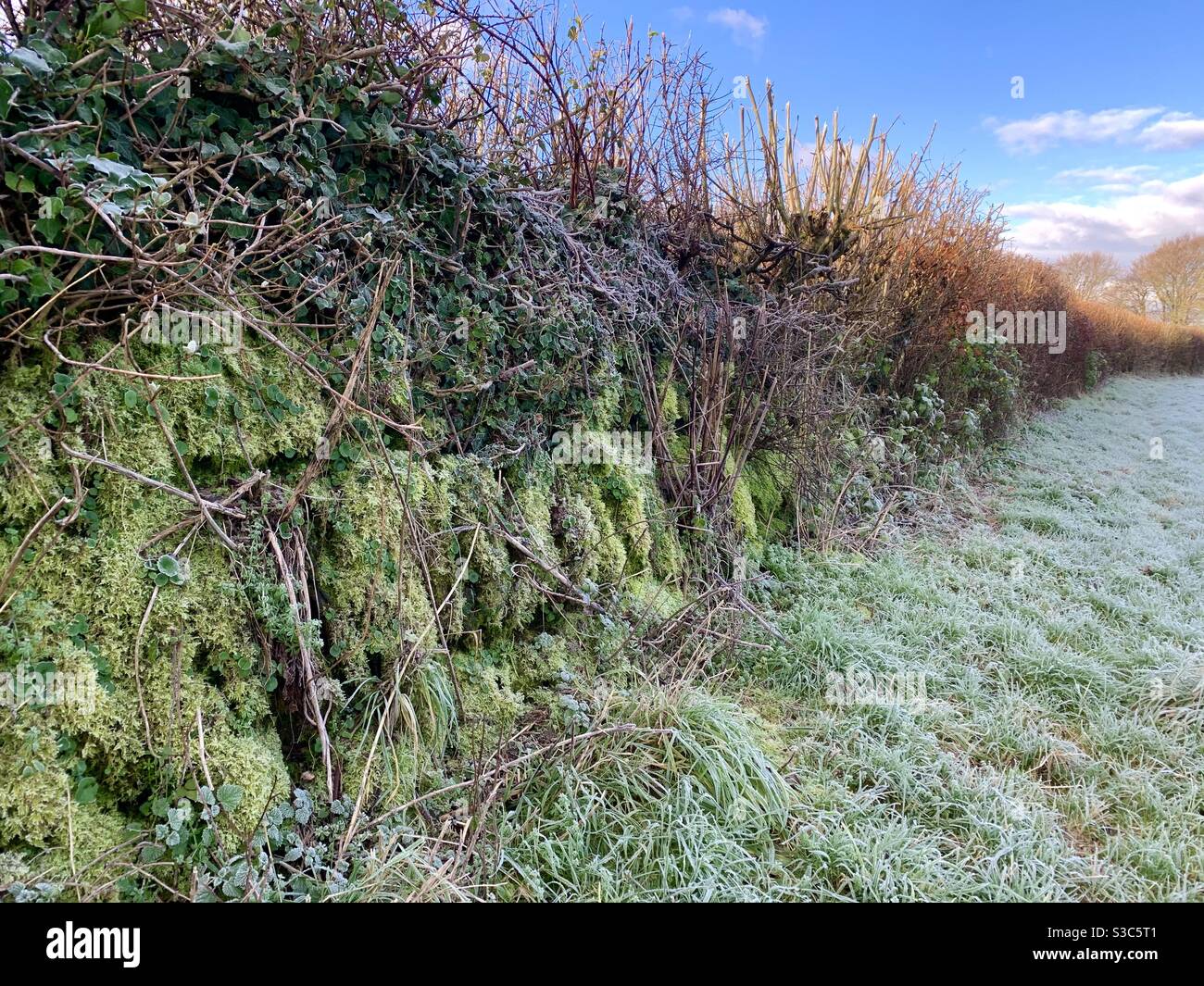Antico muschio coperto di pietra a secco muro che forma il bordo di Un campo di campagna in Somerset Inghilterra su un freddo e. mattina d'inverno croccante Foto Stock