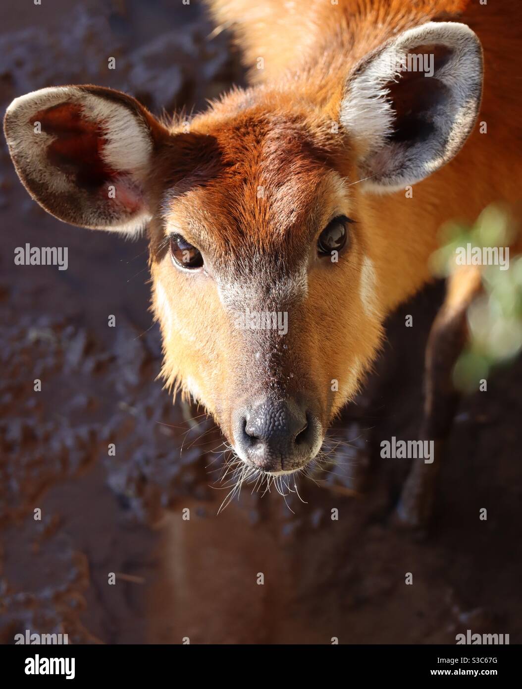 Doe un cervo, una femmina cervi. Animale allo zoo di Chester, Inghilterra Foto Stock