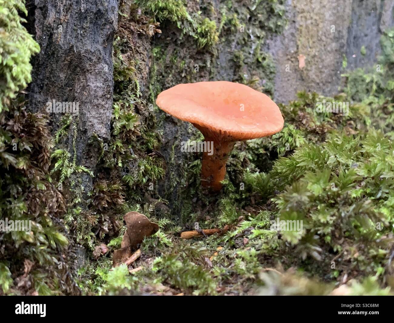 Carino minuscolo fungo selvatico che cresce alla base di un muro di pietra asciutto coperto di muschio su un inverno freddo umido Giorno nel Somerset UK Foto Stock