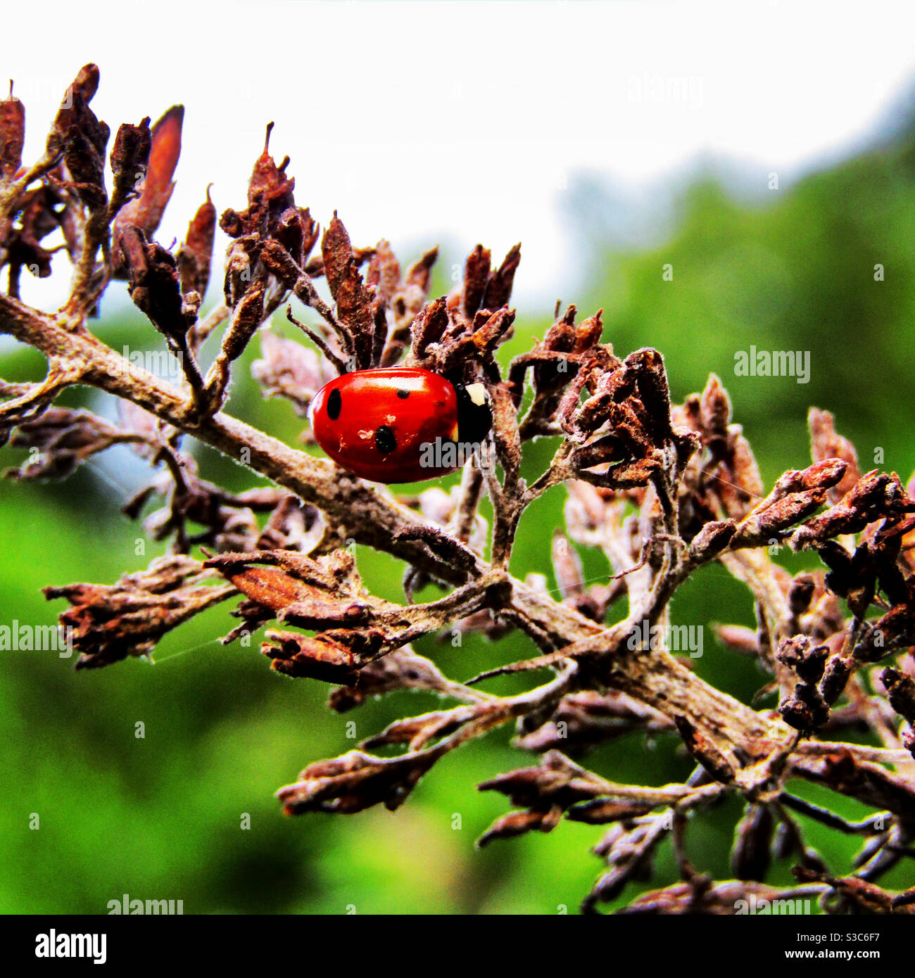 Coccinella Foto Stock