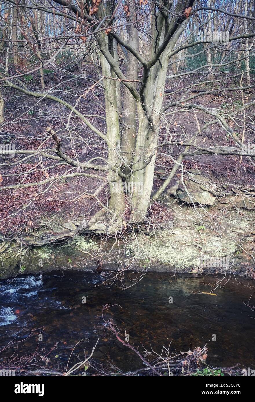 Albero nudo in inverno, Black brook a Stainland, West Yorkshire, preso il 2021 gennaio Foto Stock