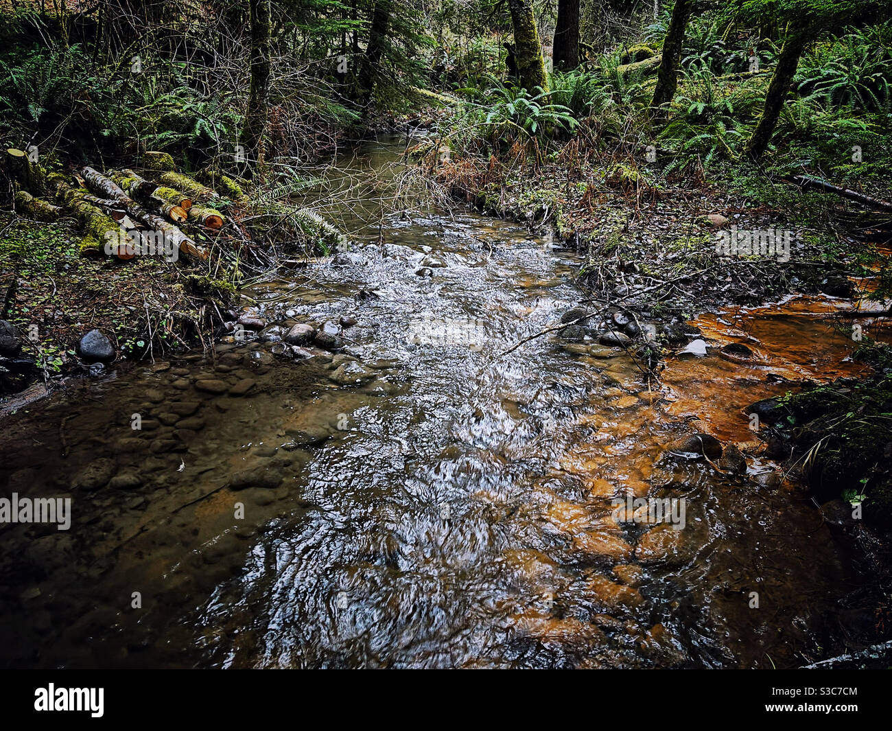 L'acqua glaciale scende a mt Rainier via Tennas Creek, WA Foto Stock