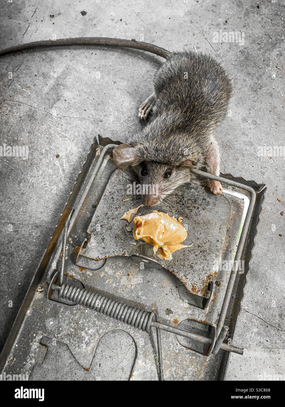 Dead Rat in una molla metallica trappola innescata con burro di arachidi sul pavimento di cemento. Nessun branding. Foto Stock