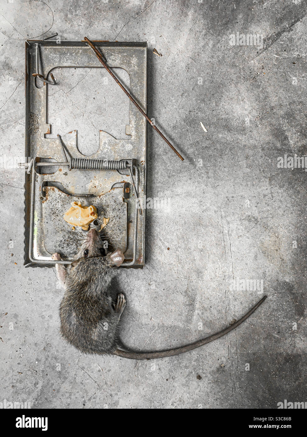 Dead Rat in una molla metallica trappola innescata con burro di arachidi sul pavimento di cemento. Nessun branding. Foto Stock