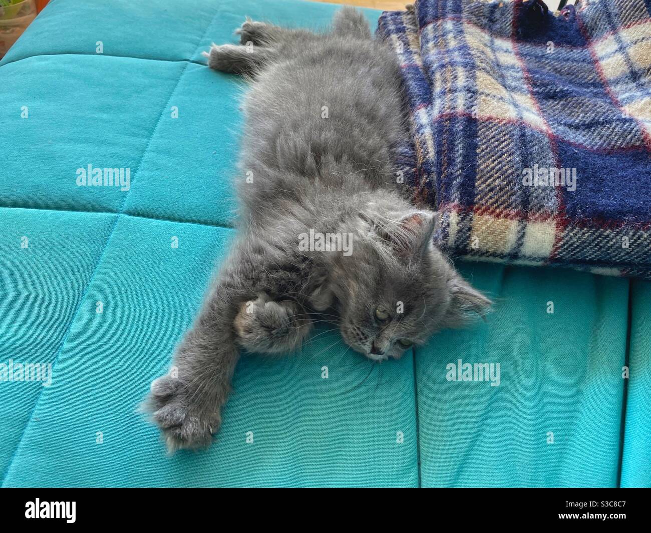 Gattino persiano di 3 mesi adagiato su un divano blu. Foto Stock