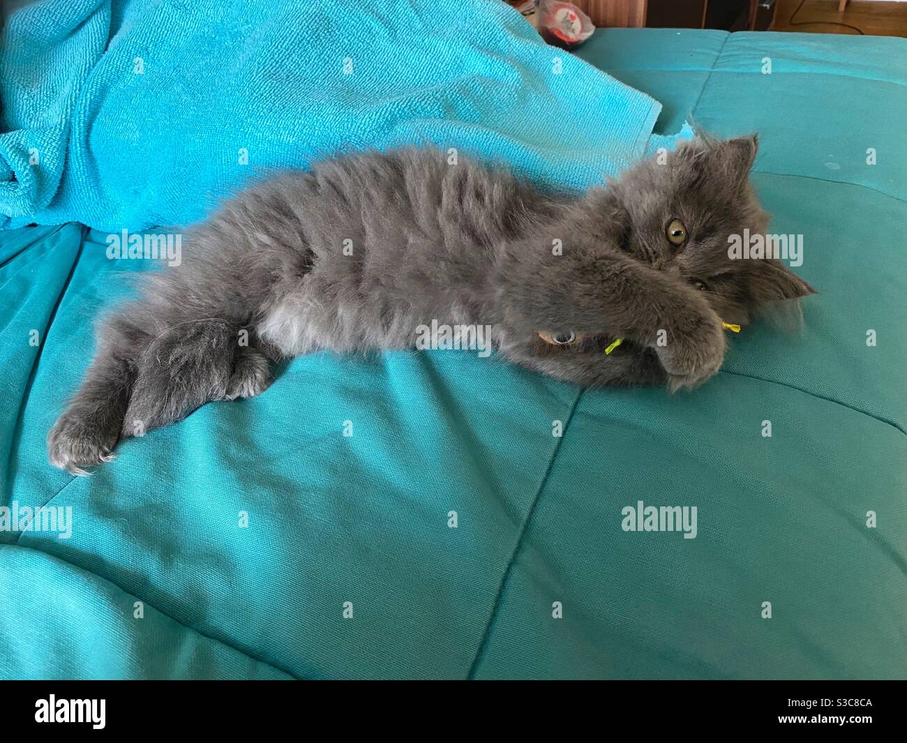 Gattino persiano blu di 3 mesi adagiato su un divano blu mentre si gioca con un giocattolo. Foto Stock