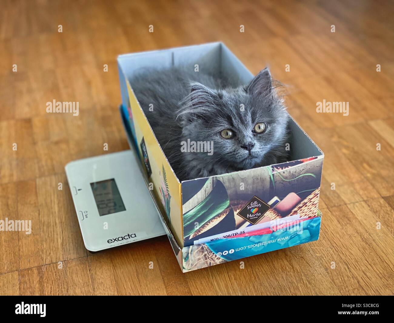 Gattino persiano blu di 3 mesi seduto nella scatola su una scala da cucina. Foto Stock