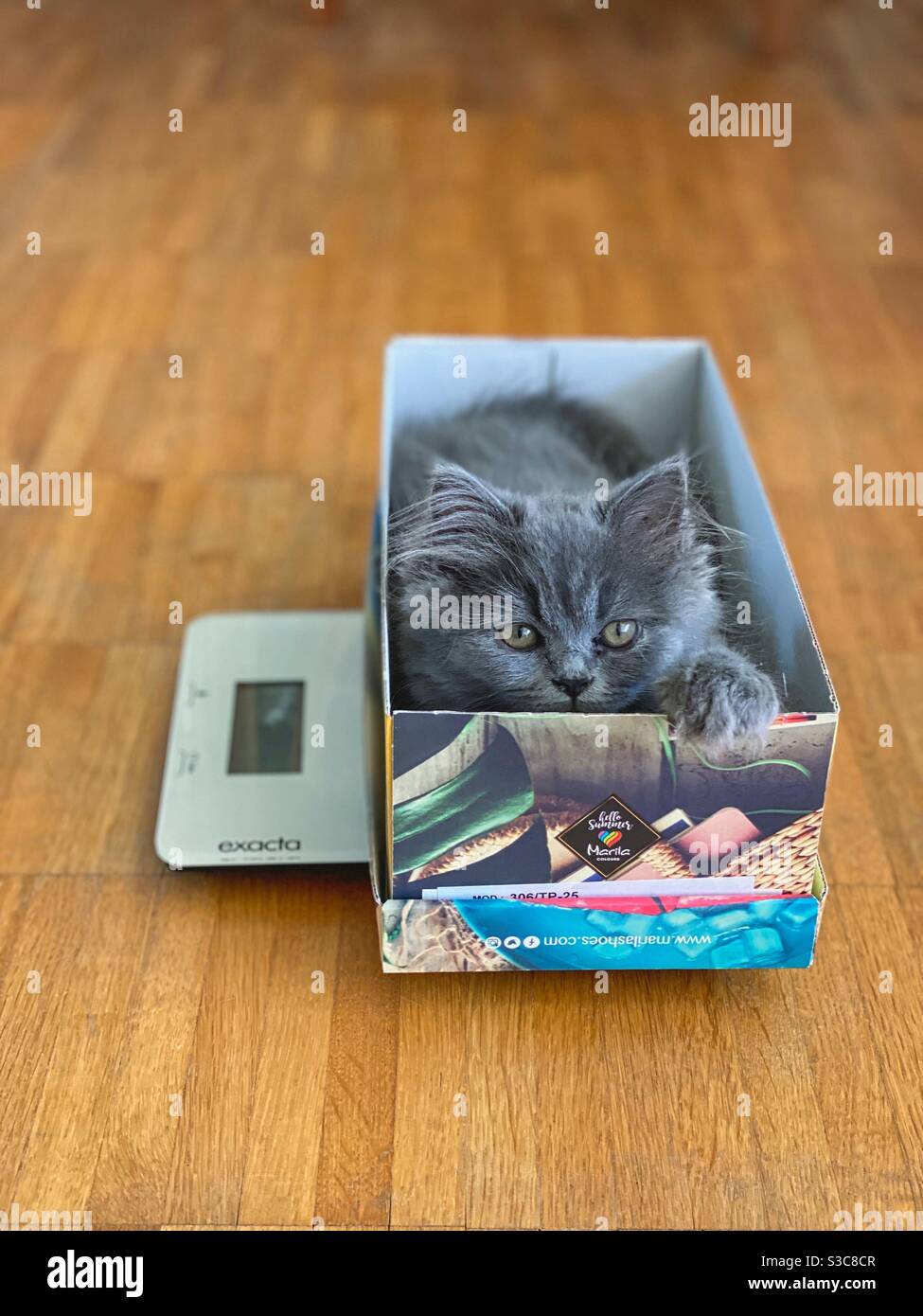 Gattino persiano blu di 3 mesi seduto in una scatola su una bilancia da cucina. Foto Stock