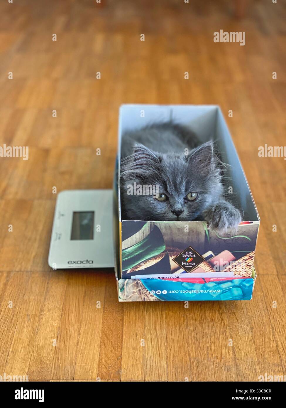 Gattino persiano blu di 3 mesi seduto in una scatola su una bilancia da cucina. - Immagine stock catturata con smartphone