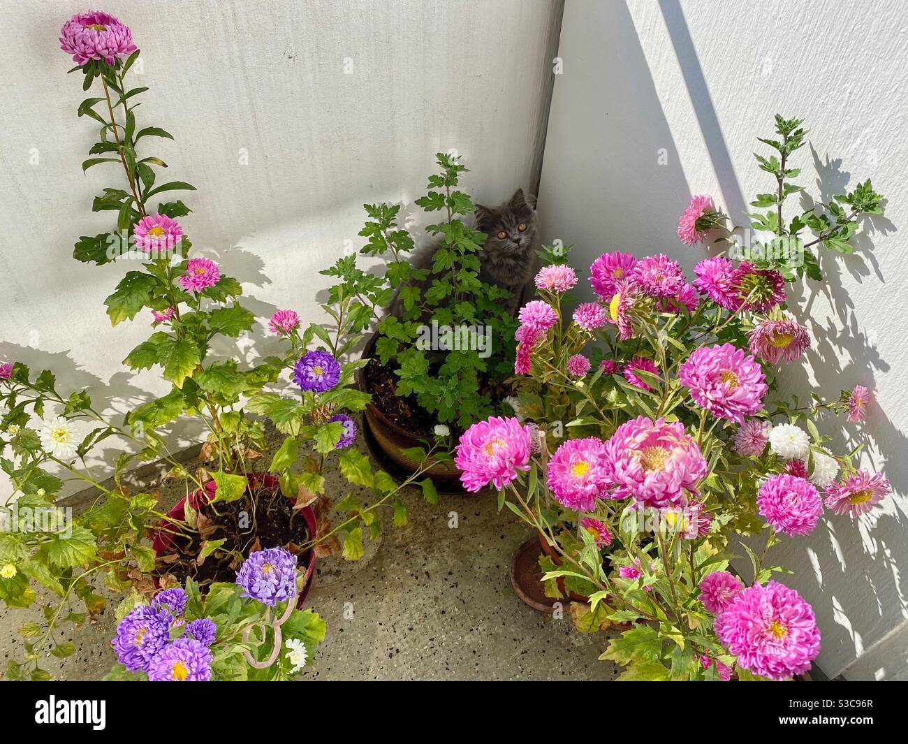 Gattino persiano blu di 4 mesi seduto in un vaso di fiori circondato da peonie fiorenti. Foto Stock