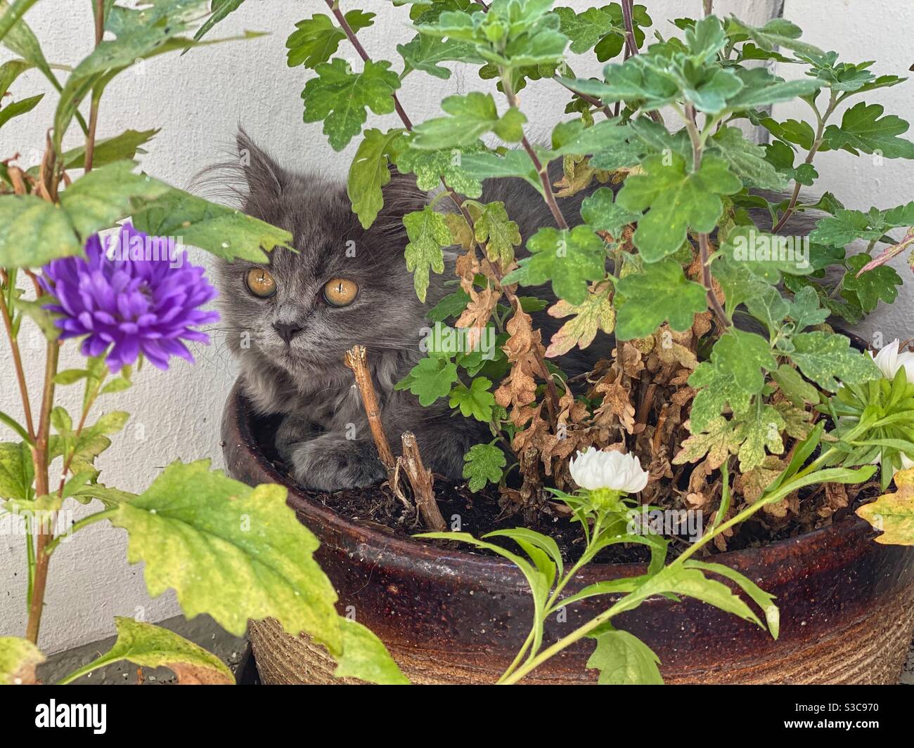 Gattino persiano blu di 4 mesi seduto in un vaso di fiori con fiore di pony viola in primo piano. Foto Stock