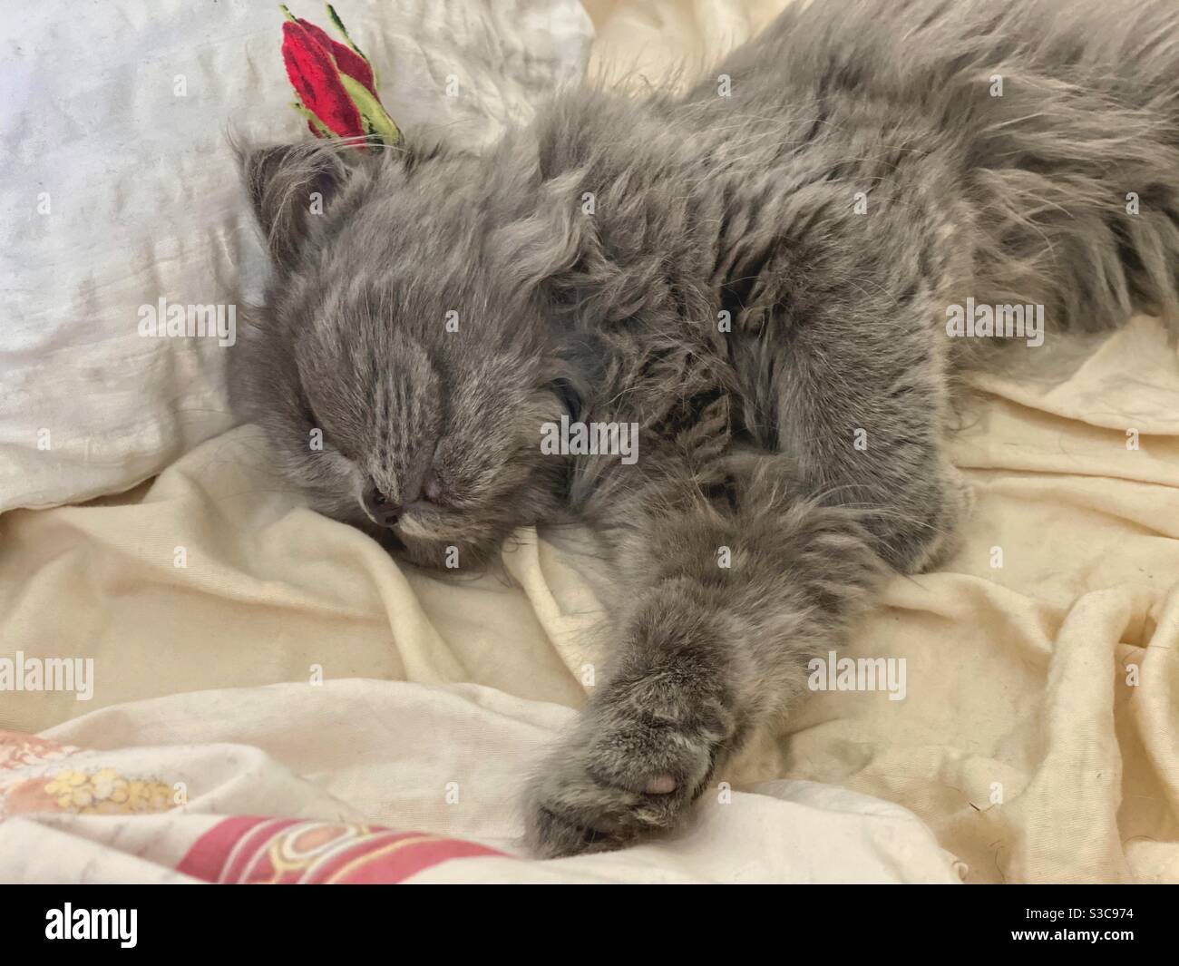 Gattino persiano blu di 3 mesi che dormiva a letto. Foto Stock
