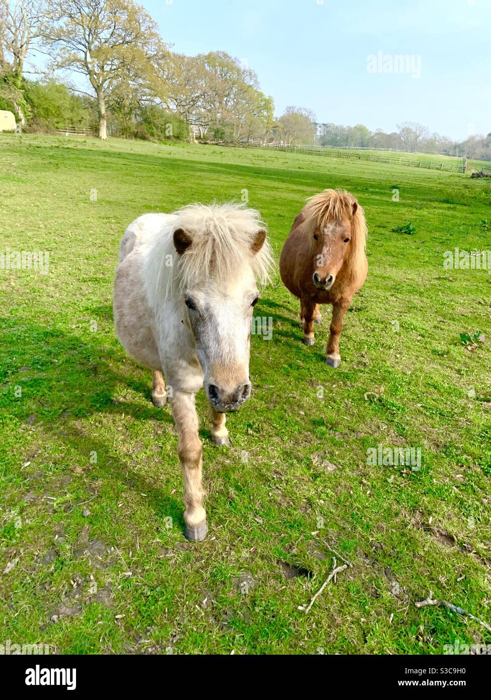 Pony Shetland in miniatura nella New Forest in Hampshire. Foto Stock