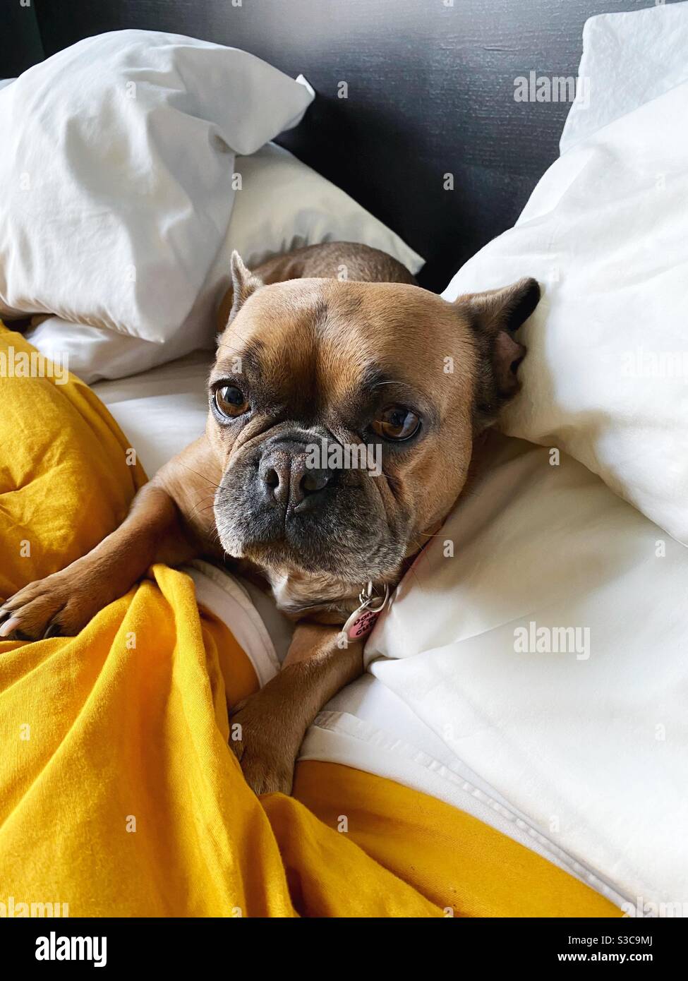 Un carino bulldog francese sdraiato in un letto umano. Foto Stock